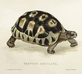 Angulate Tortoise